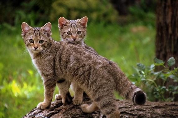 532258_6a1497c3c1f156f56d27749ed7c9d6ff_large