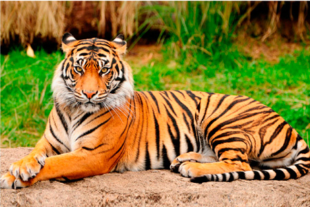 especies-extintas-tigres